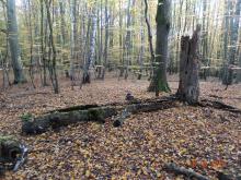 Rola martwego drewna w lesie