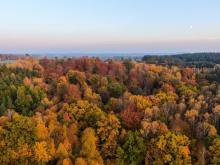 Charakterystyka Nadleśnictwa