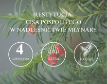 Restytucja cisa pospolitego w naszych lasach